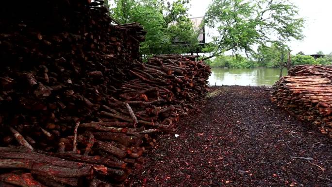 红树林木材将被加工成木炭