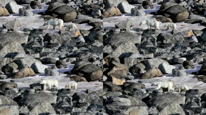 北极熊北极熊实拍北极动物北极