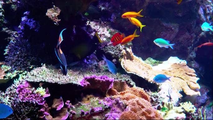 珊瑚礁上布满了五颜六色的鱼类和生命体