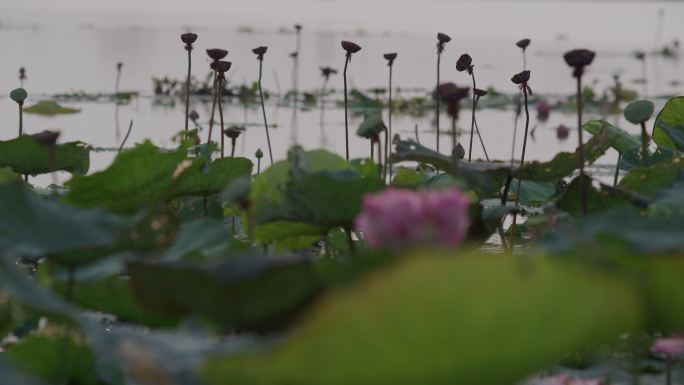 柬埔寨农村寺庙池塘里的荷花