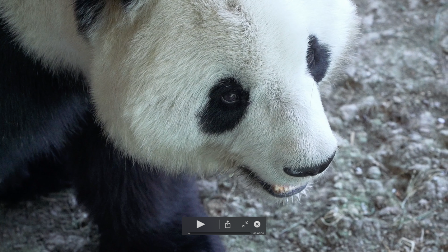 国宝熊猫大熊猫雪地特写冬天视频素材