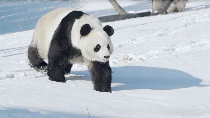 国宝熊猫大熊猫雪地特写冬天视频素材