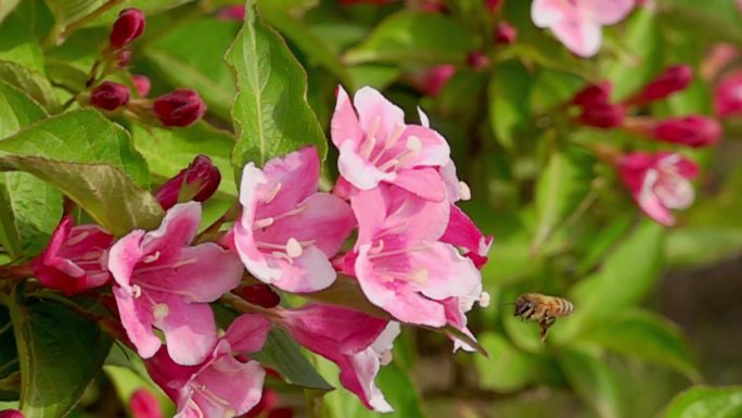 飞行中的蜜蜂慢动作蜜蜂采蜜