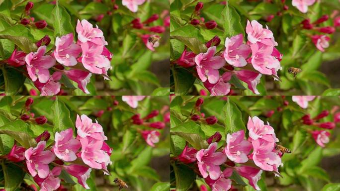 飞行中的蜜蜂慢动作蜜蜂采蜜