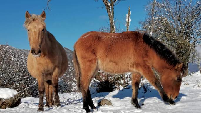 川西雪域高原散养马雪地里的枣红色的马