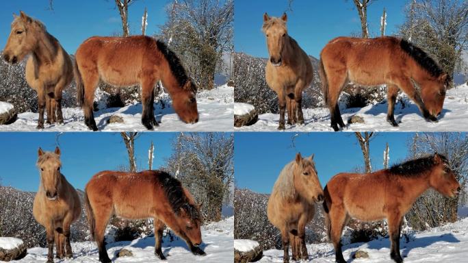 川西雪域高原散养马雪地里的枣红色的马