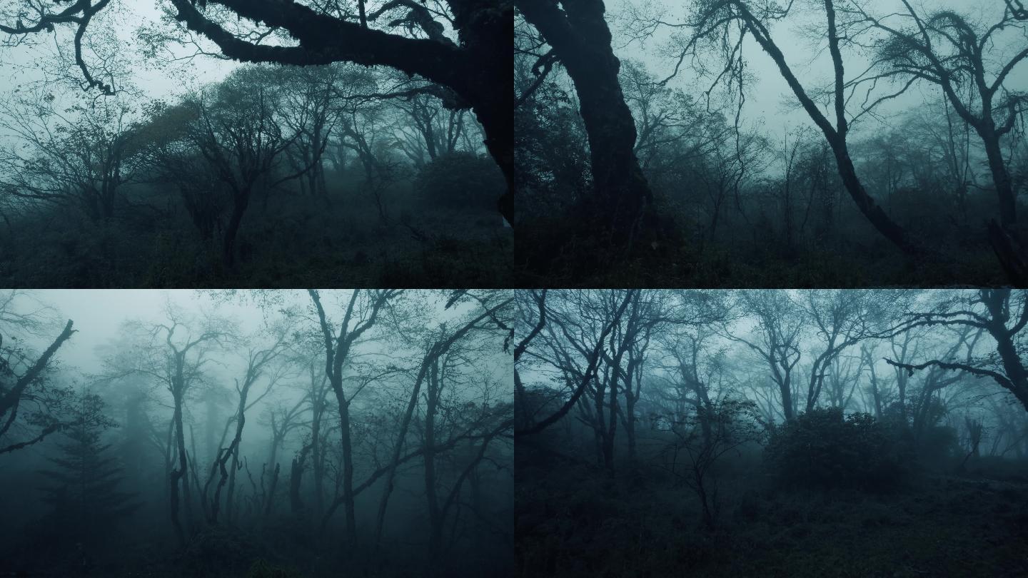 丛林迷雾 5K 06