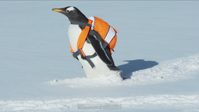 可爱企鹅雪地玩耍视频素材