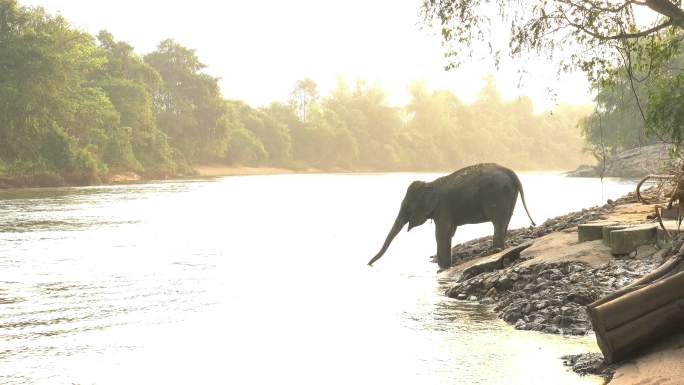 大象在河里喝水非洲原始森林野象