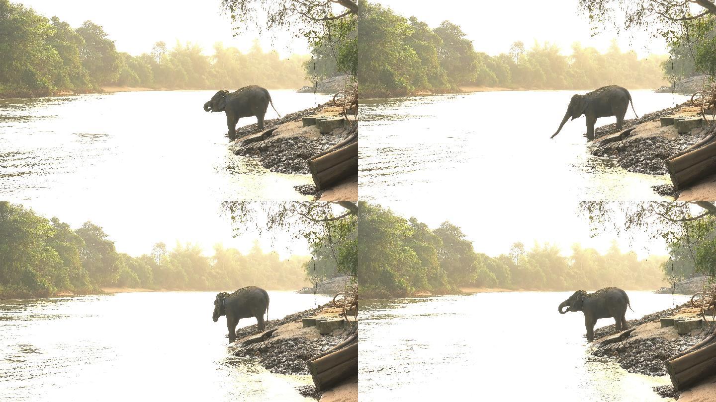 大象在河里喝水非洲原始森林野象