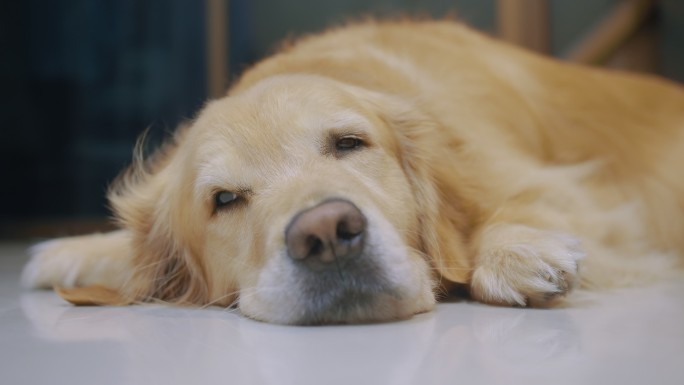 可爱的小金毛猎犬白天睡觉