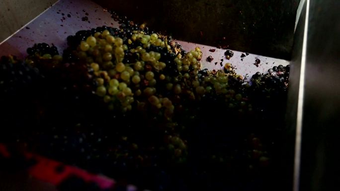 葡萄园收获的葡萄：压榨机