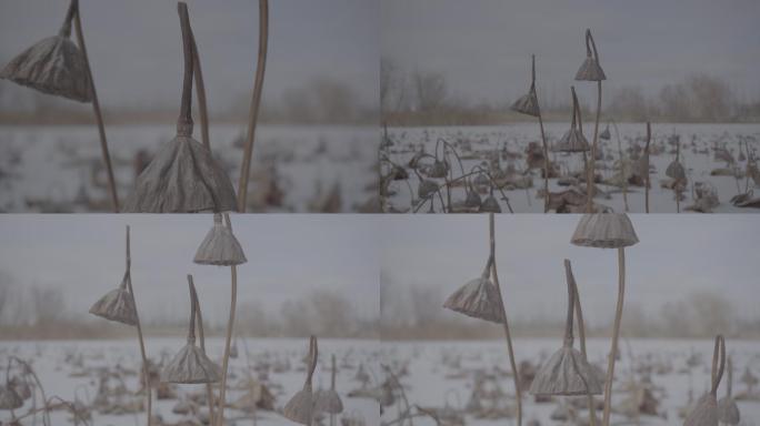 残荷荷花冬季雪天灰片slog3