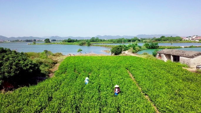 航拍广西茉莉花茶园