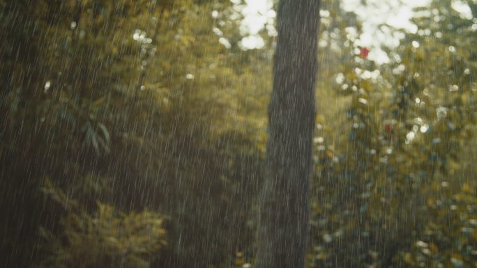 森林里的雨雨水蒙蒙细雨雨天