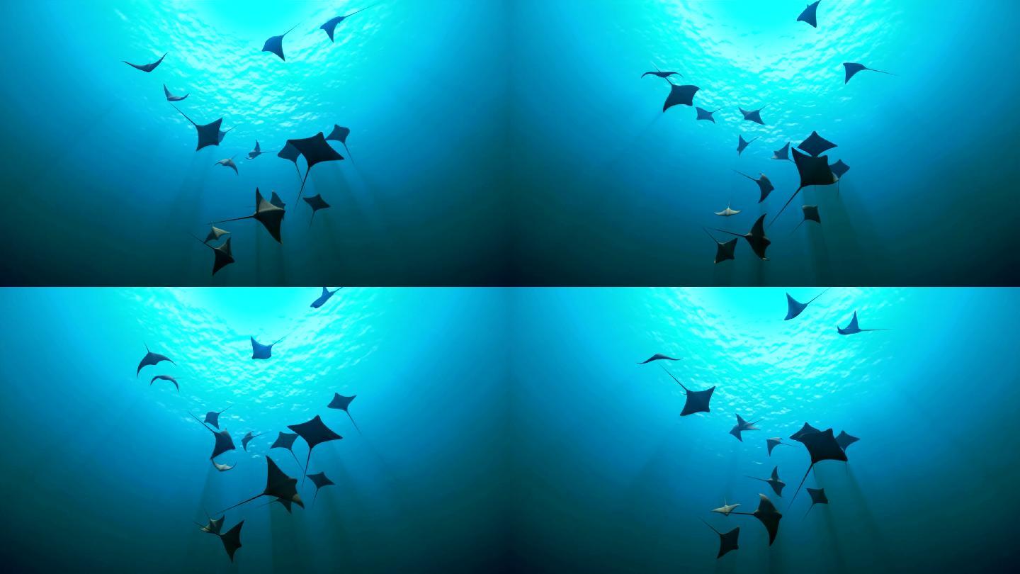 蝠鲼深海鱼海鱼海洋生物