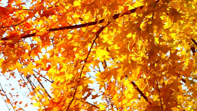 秋天阳光 红叶黄叶树叶飘落