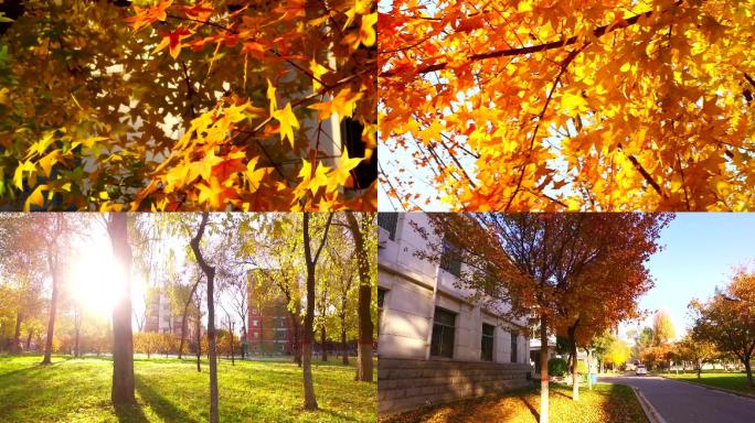 秋天阳光 红叶黄叶树叶飘落
