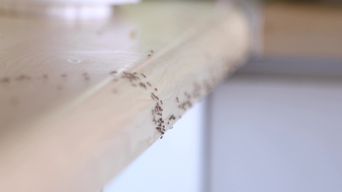 爬行的蚂蚁家庭厨房拥挤爬行