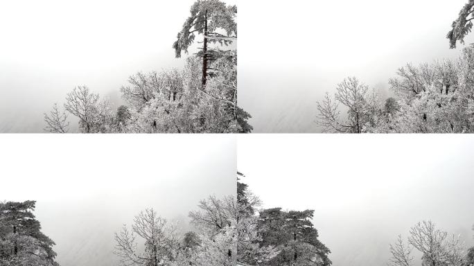 杭州临安大明山风景区下雪天的雾凇风光