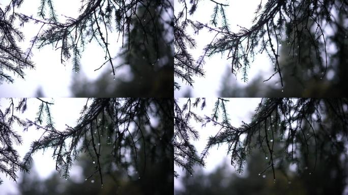 雨中松树针叶的特写镜头