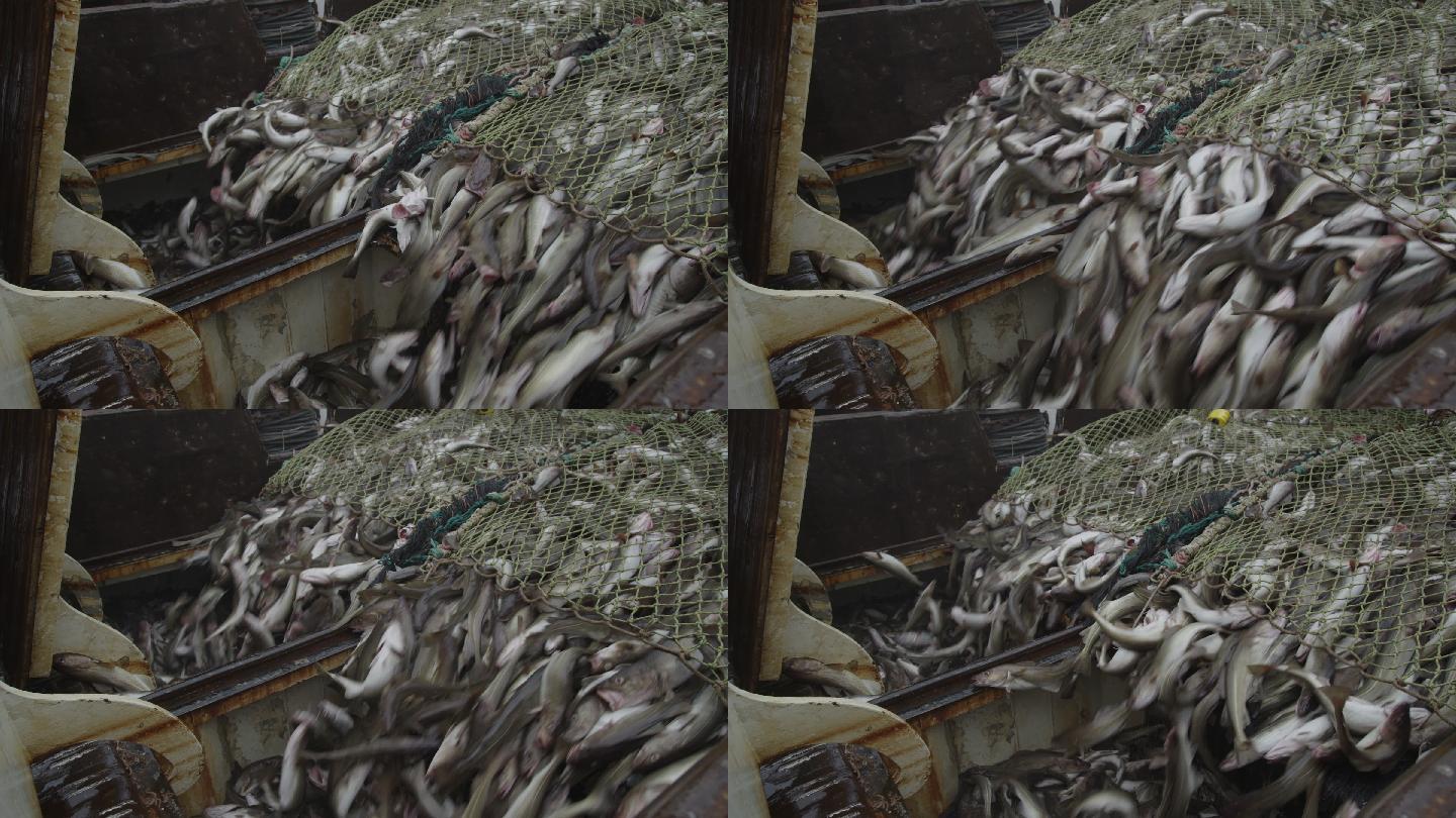 吊运和卸下拖网中的鱼。