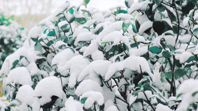 冬天雪景冬青上积雪