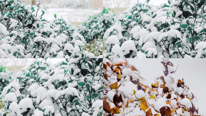 冬天雪景冬青上积雪