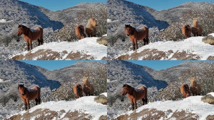 川西雪域高原野外散养的马雪地里温顺的马