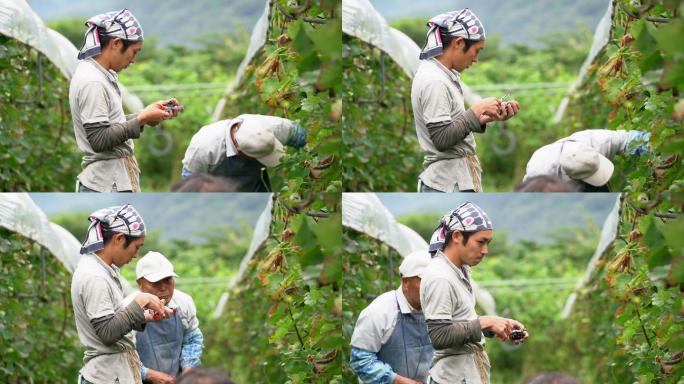 农民检查新收获的葡萄是否有瑕疵