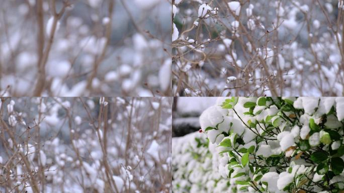 冬季唯美植物积雪特写