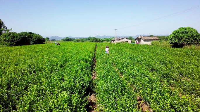 航拍广西茉莉花茶园