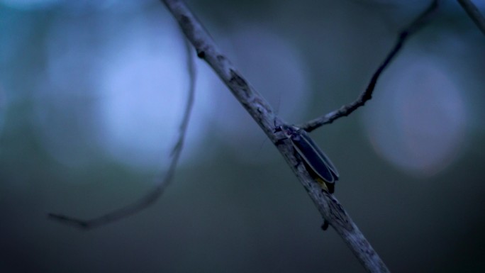 夜林萤火虫虫子