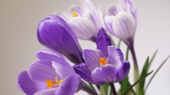 盛开的紫色和白色番红花