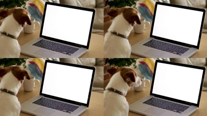 狗在看笔记本电脑屏幕