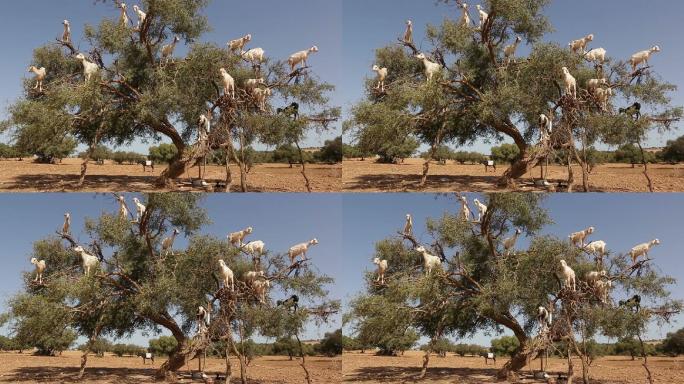 摩洛哥，山羊爬上阿尔冈树吃阿尔冈坚果