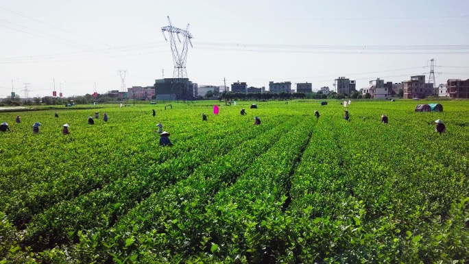 航拍广西茉莉花茶园