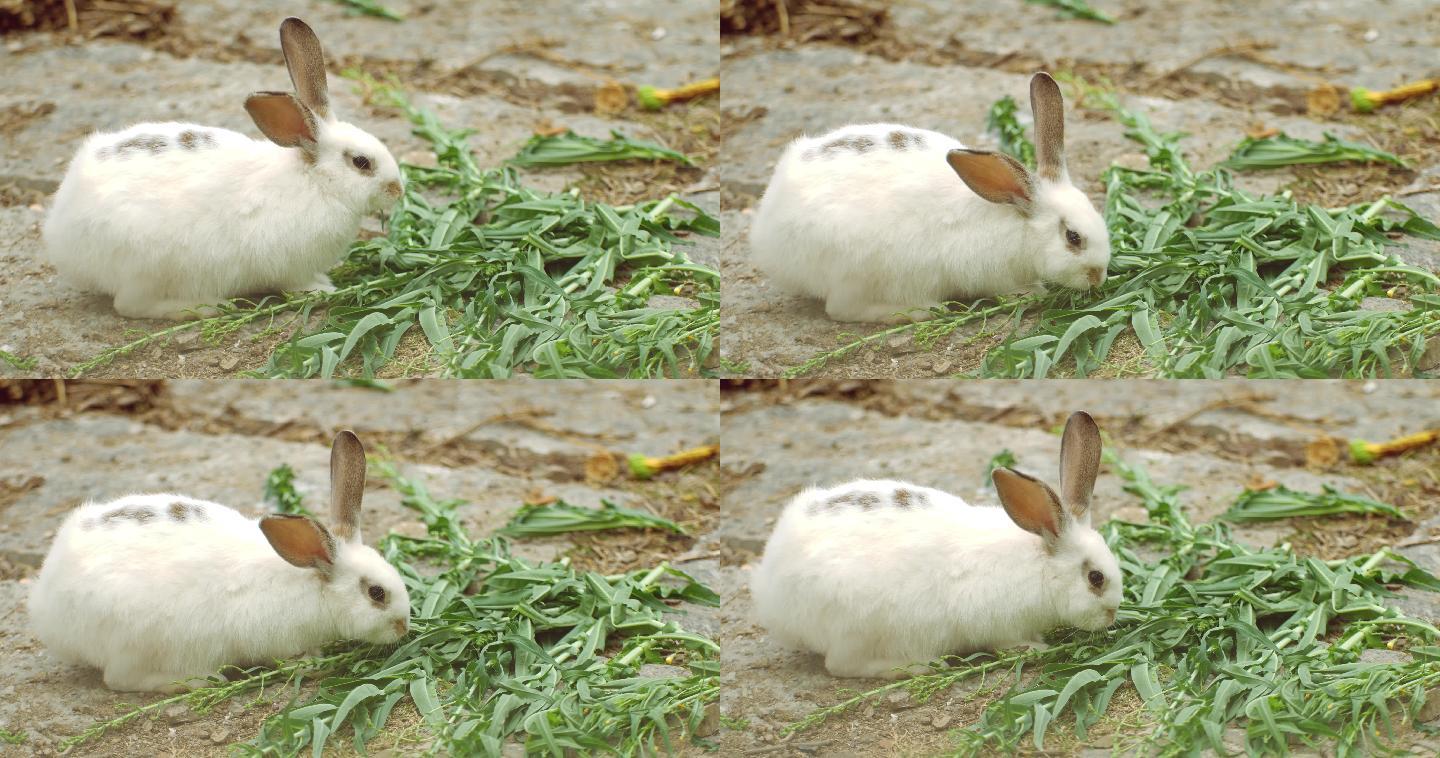 呆萌的兔子进食