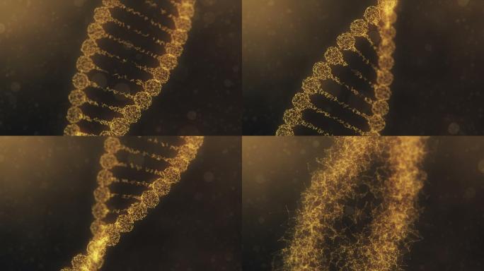 旋转丛DNA链的组装和散射-金橙色版本