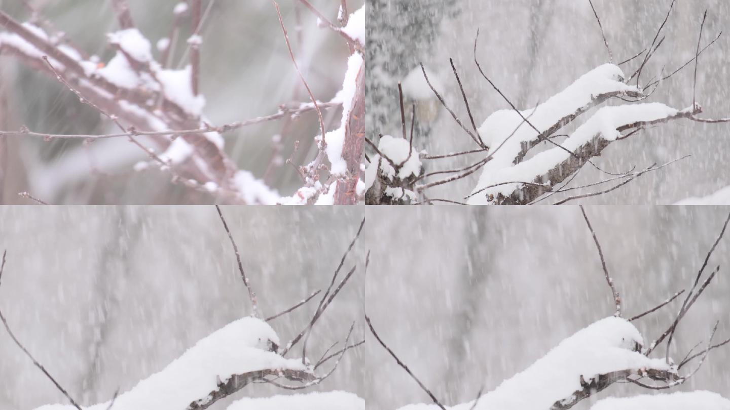 雪景春雪鹅毛大雪下雪高速镜头雪中_1920X1080_高清视频素材下载(编号:5590479)_实拍视频_光厂(VJ师网) www.vjshi.com