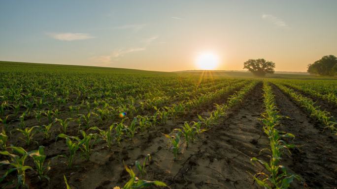 日出在玉米地上空早晨自然延时