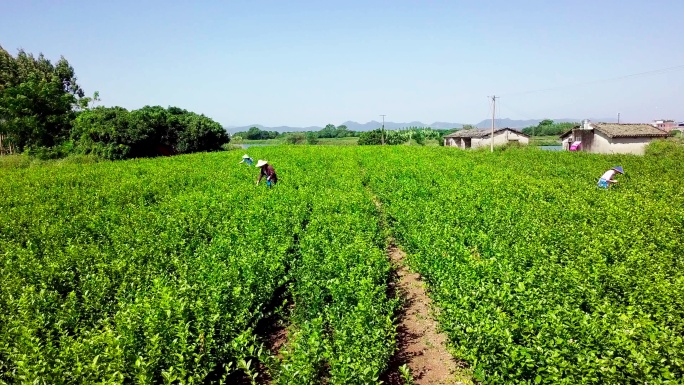 航拍广西茉莉花茶园