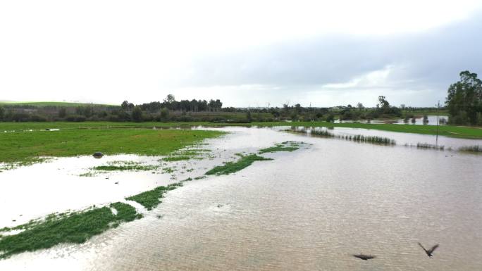 大雨过后，水鸟成群结队地来到被洪水淹没的农田