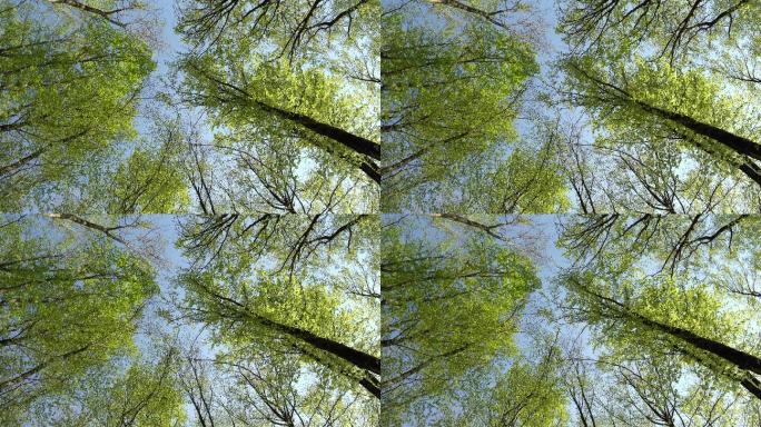 春天树梢上的低角度视图