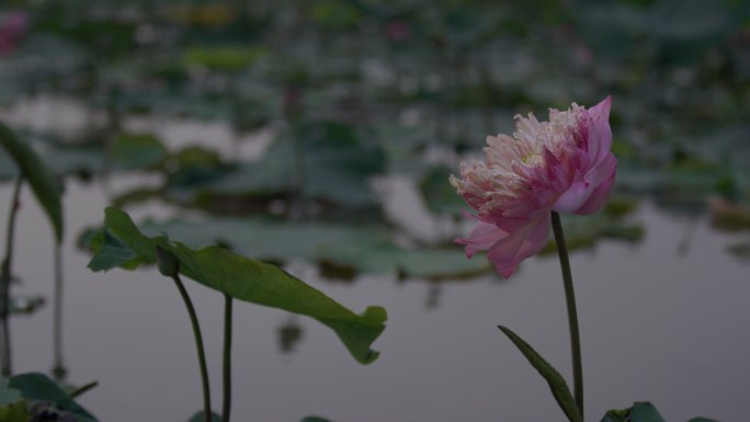 柬埔寨农村寺庙池塘里的荷花