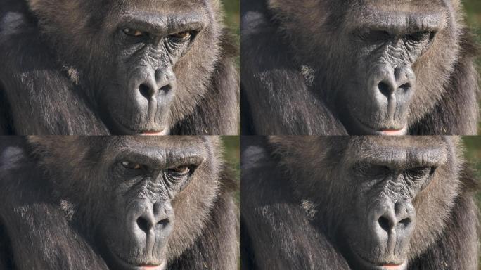 大猩猩黑猩猩动物园物种种类