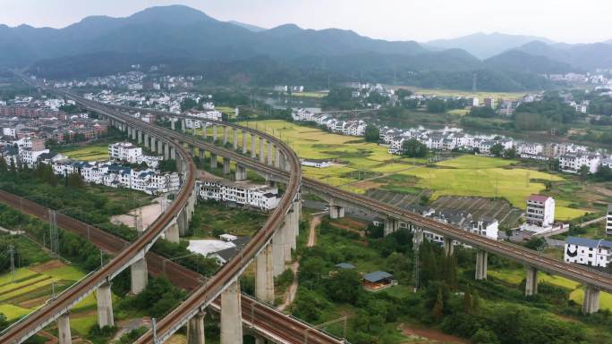 高铁立交穿过金色稻田乡村