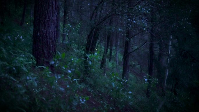 夜晚森林里美丽的萤火虫