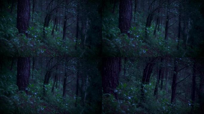 夜晚森林里美丽的萤火虫