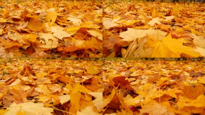秋天的落叶枫叶落叶秋天银杏古树枯树
